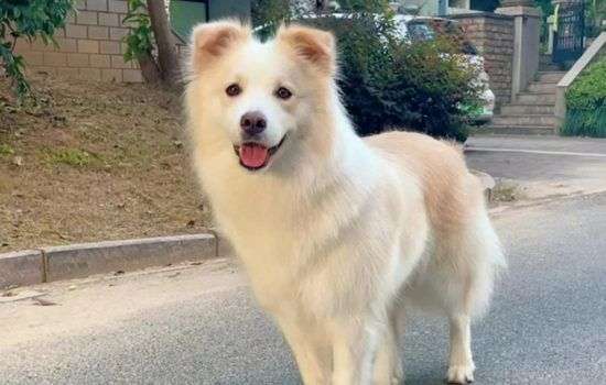 狗狗吃了辣條怎么辦